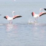 Flamingos_flying_01