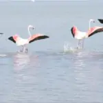 Flamingos_flying_01