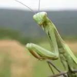 mantisa religiosa