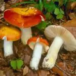rusula aurea