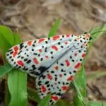 utetheisa pulchella1